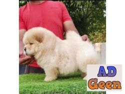 All Breed Top Quality puppies available 9891116714 Chow Chow